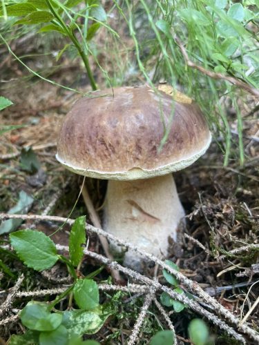 Herbstwanderung 2026
